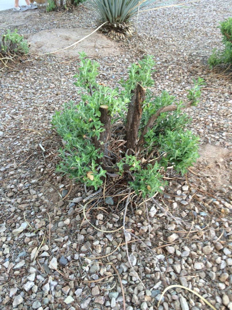 12901185_1743973635847078_2739977707330525862_o