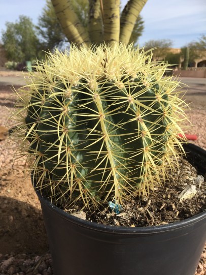 Golden Barrel Cactus AZ, 85629